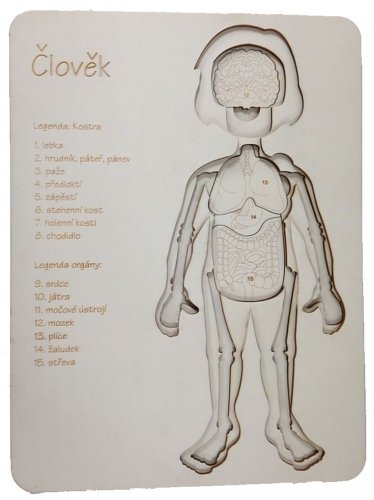 Člověk 2