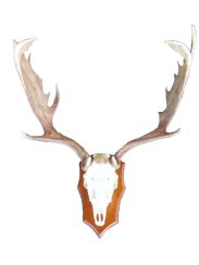 Podložka pod trofej č.348 - kaštan