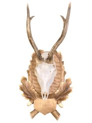 Podložka pod trofej č.131 - tónovaná