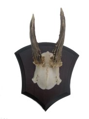 Podložka pod trofej č.310 zřezaná lebka - 310 černá