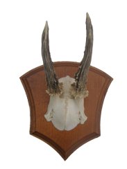 Podložka pod trofej č.310 zřezaná lebka - 310 kaštan