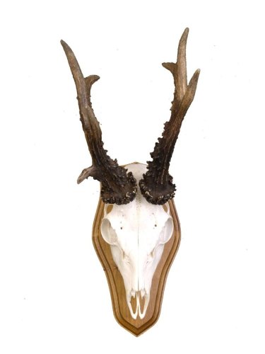 Podložka pod trofej č.327 - kaštan