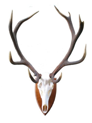 Podložka pod trofej č.341 - kaštan