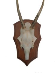 Podložka pod trofej č.329 zřezaná lebka - 329 kaštan