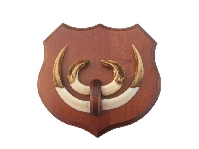 Podložka pod trofej č.363 - kaštan + dřevěný nos