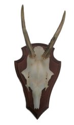 Podložka pod trofej č.325 - kaštan