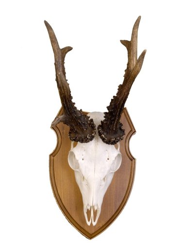 Podložka pod trofej č.324 - kaštan