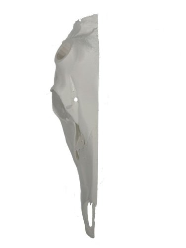 Jelen poloviční se zubami 31 cm