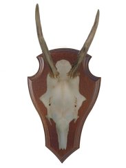 Podložka pod trofej č.322 zřezaná lebka