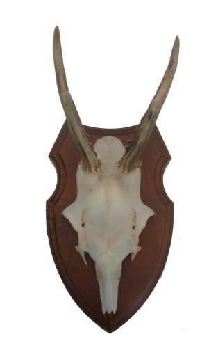 Podložka pod trofej č.319 zřezaná lebka - 319 kaštan