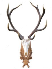 Podložka pod trofej č.209 - tónovaná