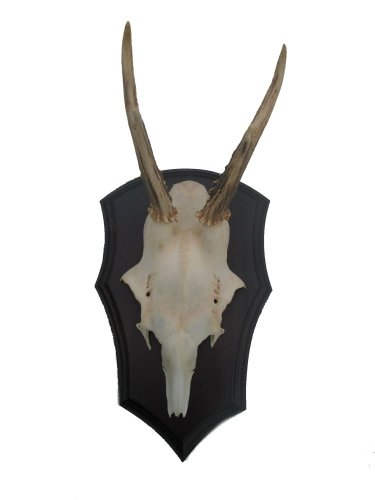 Podložka pod trofej č.329 zřezaná lebka - 329 černá