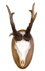 Podložka pod trofej č.307 - kaštan