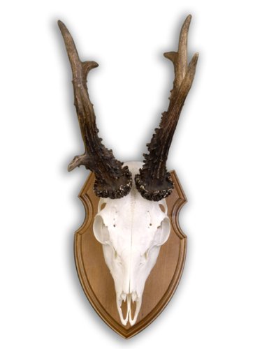 Podložka pod trofej č.305 - kaštan