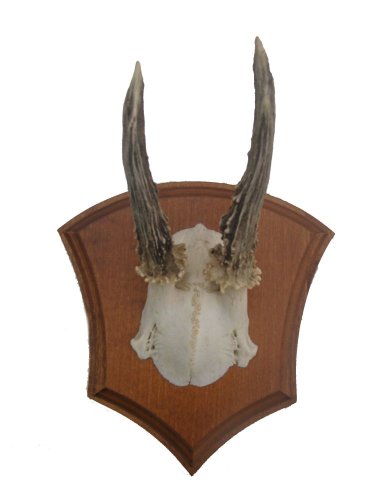 Podložka pod trofej č.310 zřezaná lebka - 310 kaštan