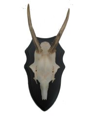 Podložka pod trofej č.323 zřezaná lebka - 323 černá