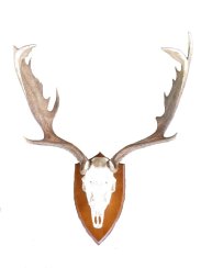 Podložka pod trofej č.301 - kaštan