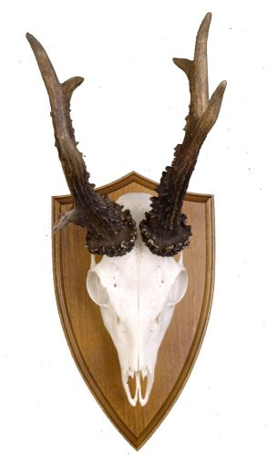 Podložka pod trofej č.302 - kaštan