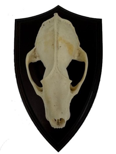 Podložka pod trofej č.302