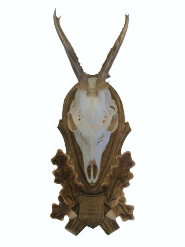 Podložka pod trofej č.146 - tónovaná