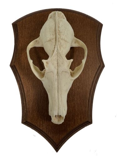 Podložka pod trofej č.309