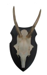 Podložka pod trofej č.319 zřezaná lebka - 319 černá