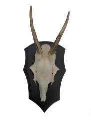 Podložka pod trofej č.329 zřezaná lebka - 329 černá