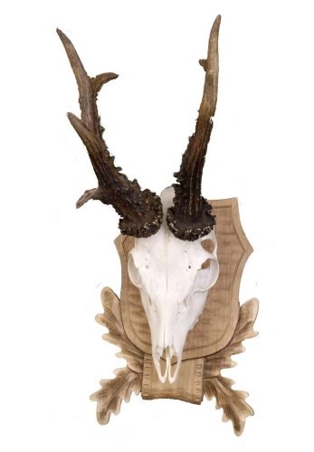 Podložka pod trofej č.105 - tónovaná