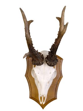 Podložka pod trofej č.309 - kaštan