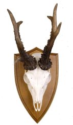 Podložka pod trofej č.302 - kaštan