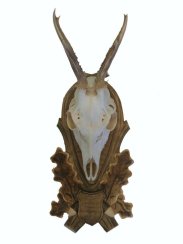 Podložka pod trofej č.146 - tónovaná