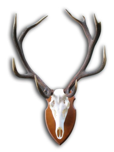 Podložka pod trofej č.343 - kaštan