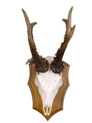 Podložka pod trofej č.309 - kaštan