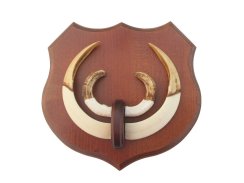 Podložka pod trofej č.364 - kaštan + dřevěný nos