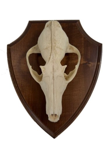 Podložka pod trofej č.308