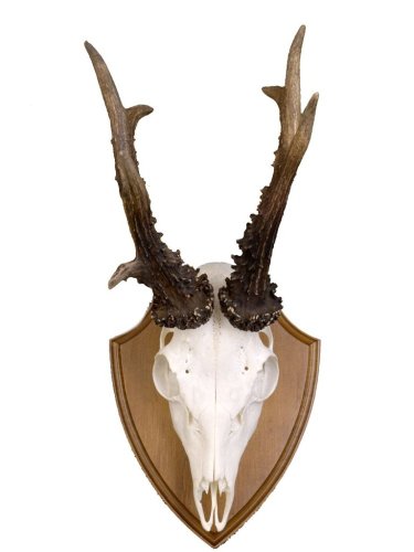 Podložka pod trofej č.308 - kaštan