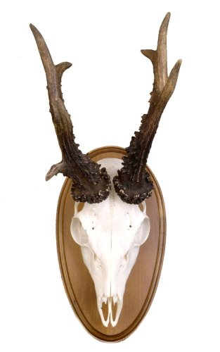 Podložka pod trofej č.307 - kaštan