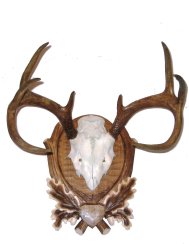 Podložka pod trofej č.202 - tónovaná