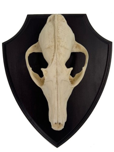 Podložka pod trofej č.308