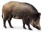 Řezbovaná černá zvěř