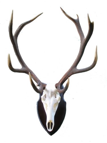 Podložka pod trofej č.343 - černá