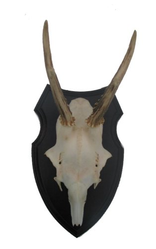 Podložka pod trofej č.319 zřezaná lebka - 319 černá