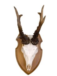 Podložka pod trofej č.324 - kaštan