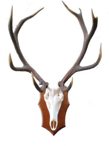 Podložka pod trofej č.349 - kaštan