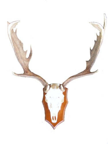 Podložka pod trofej č.348 - kaštan