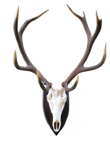 Podložka pod trofej č.341 - černá